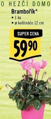 Cyclamen - Brambořík