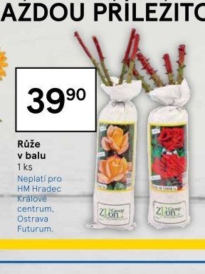 Růže v balu