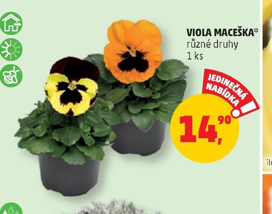 VIOLA MACEŠKA