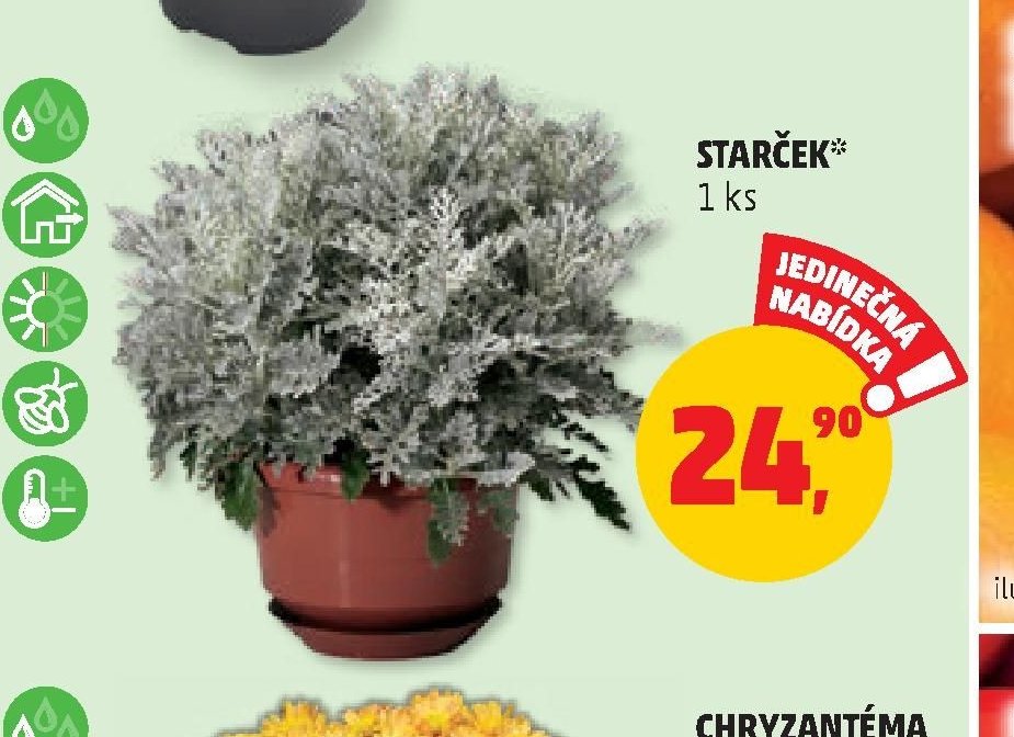 STARČEK
