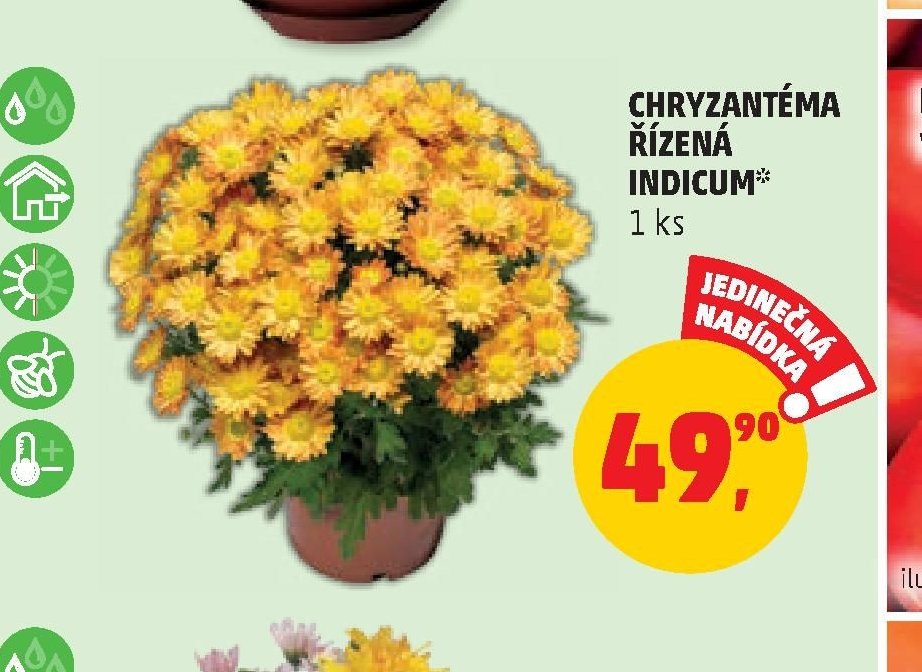 CHRYZANTÉMA ŘÍZENÁ INDICUM
