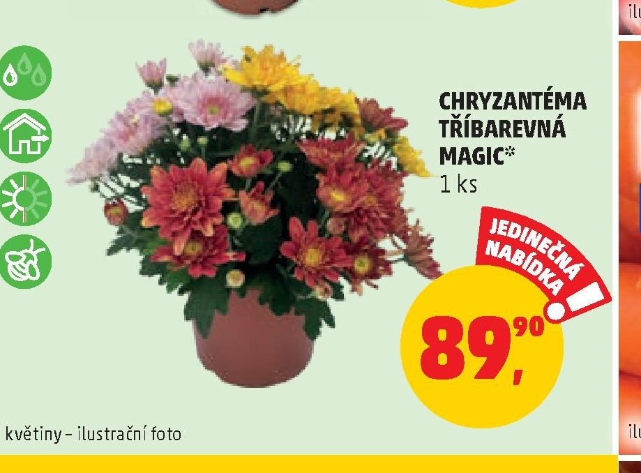 CHRYZANTÉMA TŘÍBAREVNÁ MAGIC