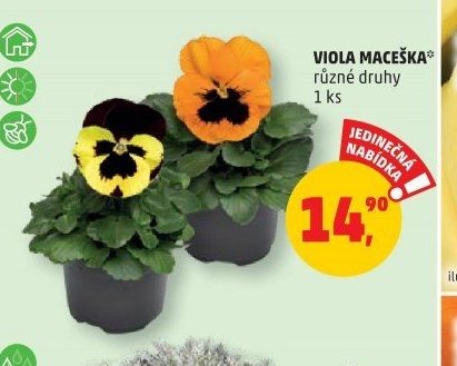 VIOLA MACEŠKA