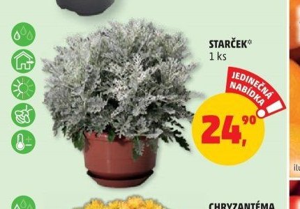 STARČEK