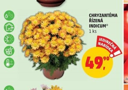 CHRYZANTÉMA ŘÍZENÁ INDICUM
