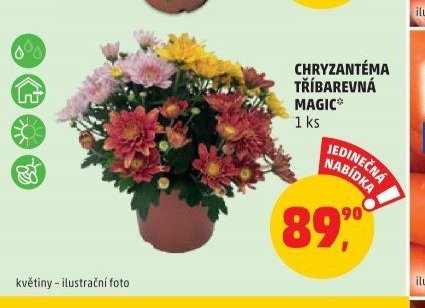 CHRYZANTÉMA TŘÍBAREVNÁ MAGIC