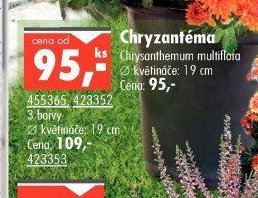 Chryzantéma - UNI HOBBY akcniletaky.com