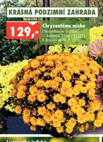 Chryzantéma miska - UNI HOBBY akcniletaky.com