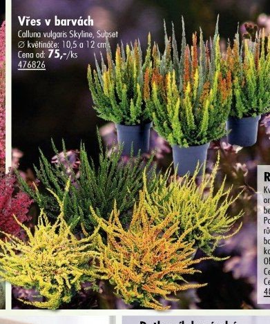 Vřes v barvách - UNI HOBBY akcniletaky.com