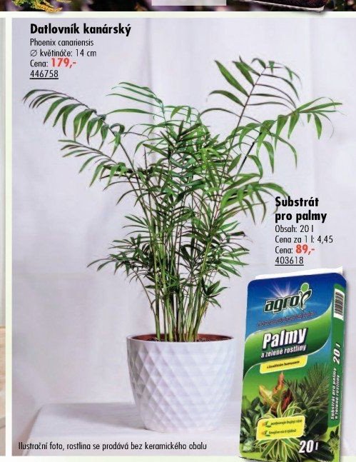 Datlovník kanárský - UNI HOBBY akcniletaky.com