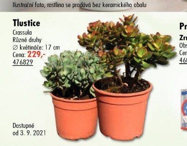 Tlustice - UNI HOBBY akcniletaky.com