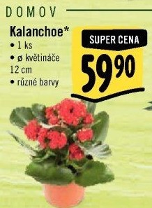 Kalanchoe - Kolopejka