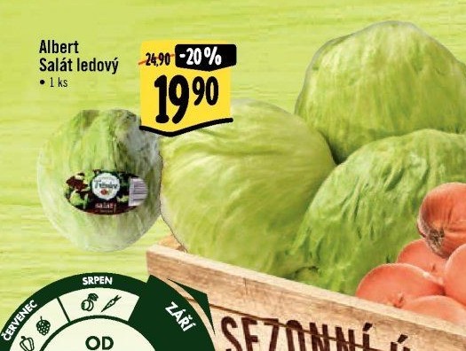 Salát ledový Albert