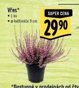 Vřesovec - Calluna