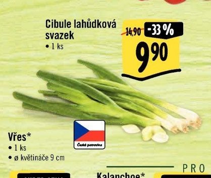 Cibule lahůdková svazek