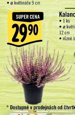 Vřes*