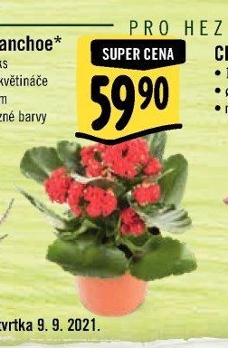 Kalanchoe*