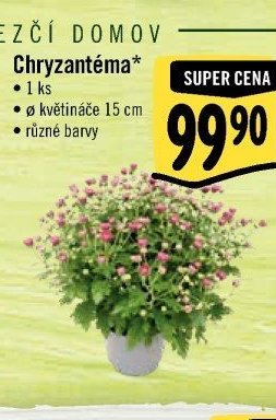 Chryzantéma*