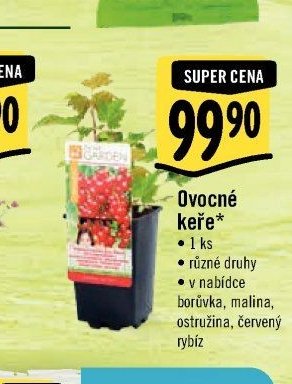 Ovocné keře*