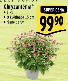 Chrysanthemum - Chryzantéma