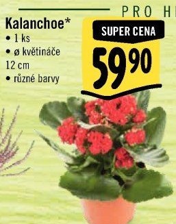 Kalanchoe - Kolopejka