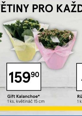 Gift Kalanchoe*