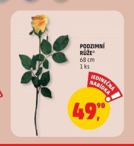 Podzimní růže