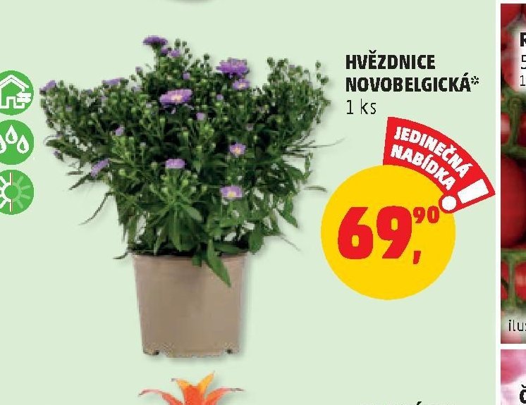 HVĚZDNICE NOVOBELGICKÁ