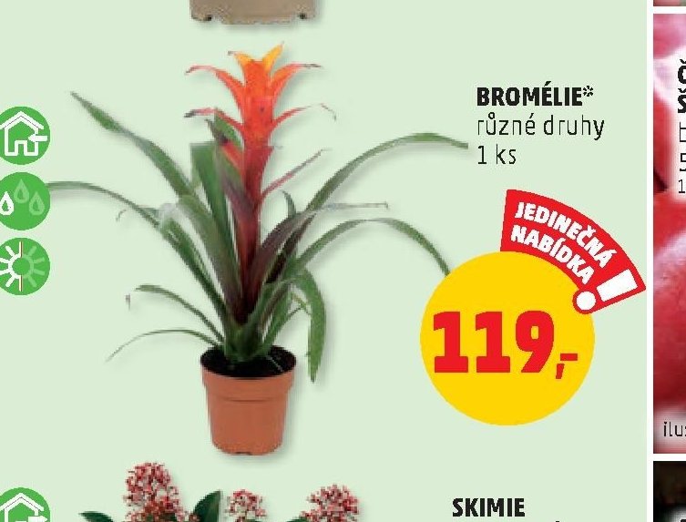 BROMÉLIE