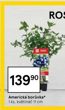 Sazenice borůvka Tesco