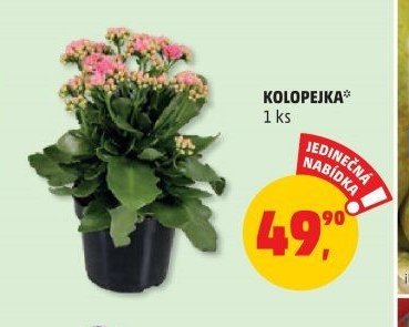 Kolopejka