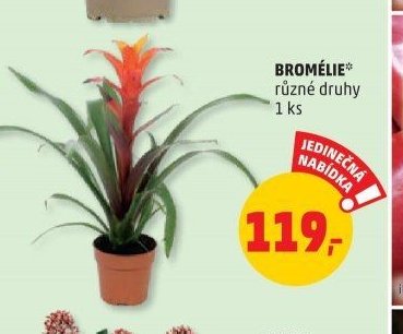 Bromélie