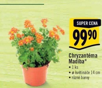 Chrysanthemum - Chryzantéma