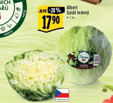 Salát ledový Albert