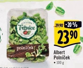 Salát polníček Albert