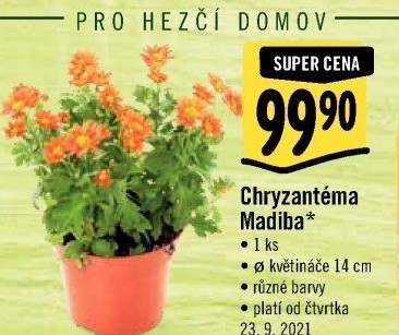 Chrysanthemum - Chryzantéma