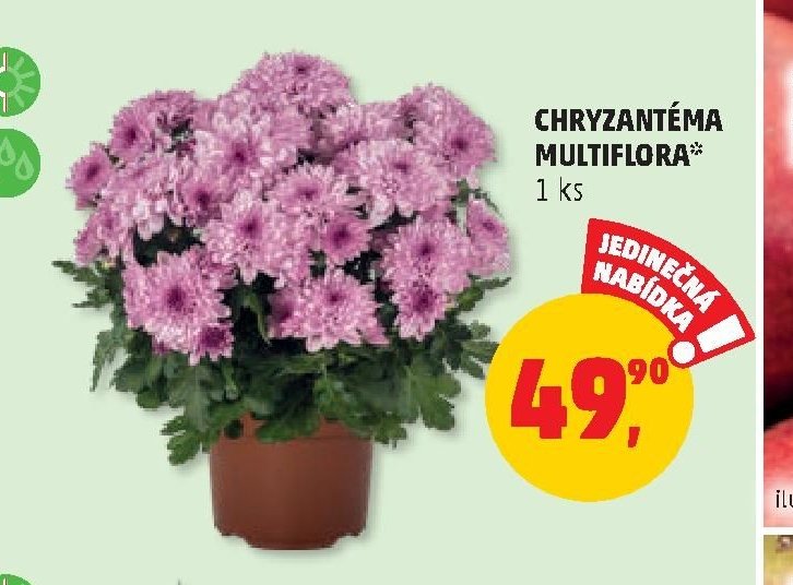 CHRYZANTÉMA MULTIFLORA