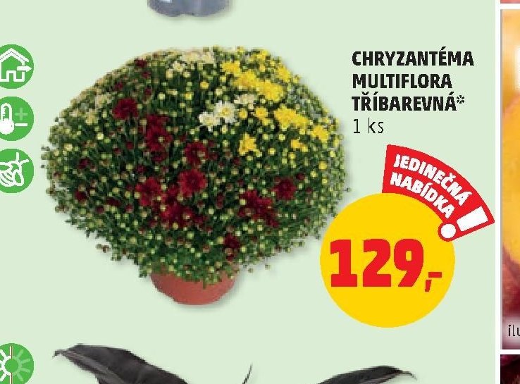 CHRYZANTÉMA MULTIFLORA TŘÍBAREVNÁ