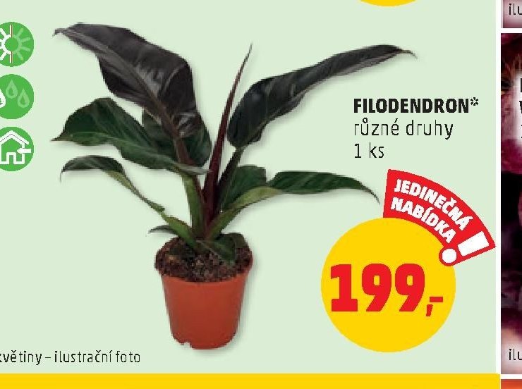 FILODENDRON