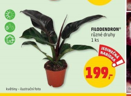 FILODENDRON