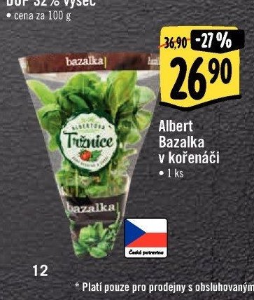 Albert Bazalka v kořenáči