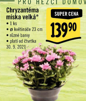 Chrysanthemum - Chryzantéma