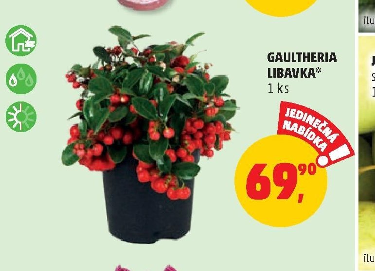 GAULTHERIA LIBAVKA