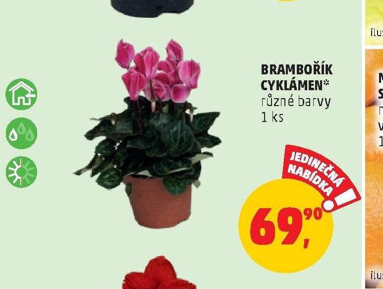 BRAMBOŘÍK CYKLÁMEN