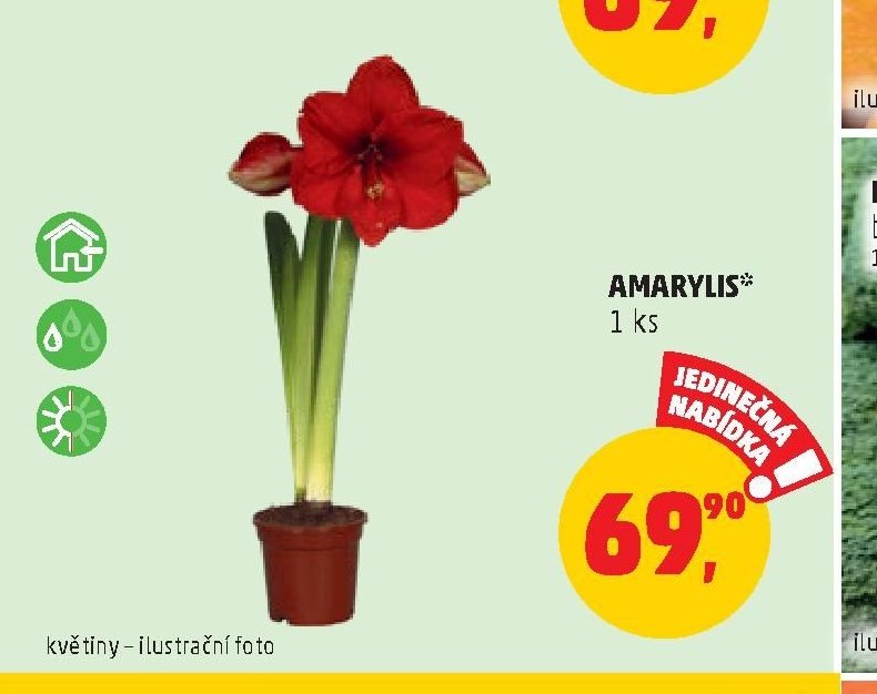 AMARYLIS