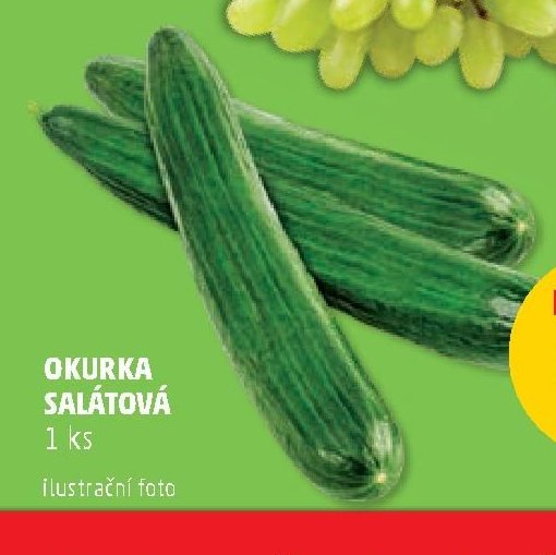 OKURKA SALÁTOVÁ