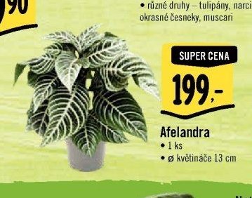 Afelandra