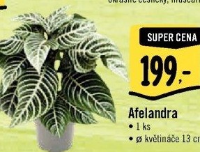 Afelandra