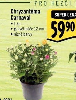 Chrysanthemum - Chryzantéma