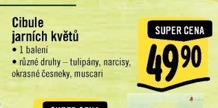 Cibulky květin - cibuloviny